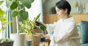Trồng 6 loại cây này trong nhà không những xua đuổi tai họa mà còn tăng thêm tài lộc, phú quý