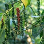 Có thể phòng ung thư, tốt cho tim và não
