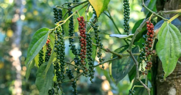 Có thể phòng ung thư, tốt cho tim và não