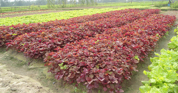 Tốt cho gan, bảo vệ tim