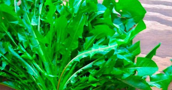 Cây dại ven đường ở Việt Nam sang nước ngoài hoá đặc sản đắt đỏ, Mỹ đánh giá “tốt bậc nhất thế giới”