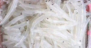 Cá ngần sông Đà và những món ngon hấp dẫn từ đặc sản này