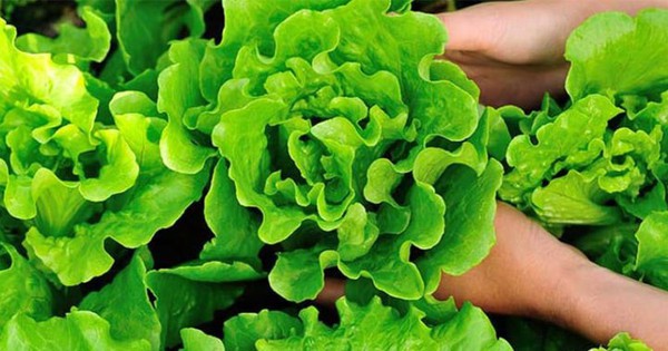 Những lọai rau mùa hè dễ nhiễm ký sinh trùng và Cách bảo vệ sức khỏe gia đình