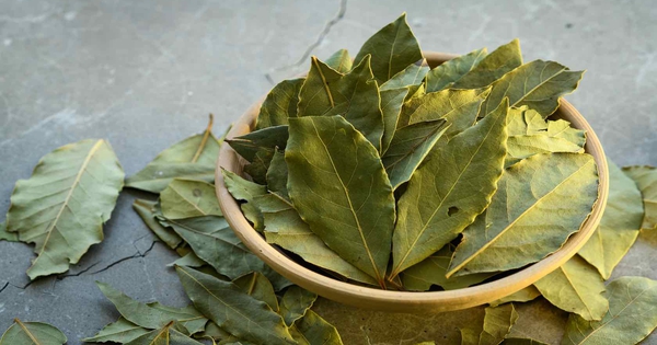 Là dược liệu quý, tiềm năng phòng ung thư