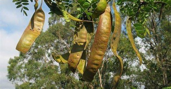 Hóa ra là “kho” dược liệu quý