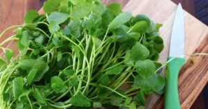 Bất ngờ với loại rau lành mạnh nhất theo xếp hạng của CDC Mỹ