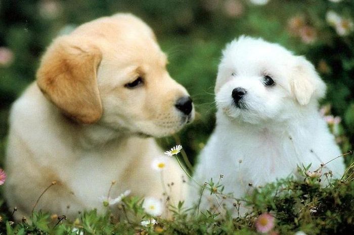 Từ 30/7, Thần Tài báo mộng, 3 con giáp trúng số độc đắc, tiền ào vào cửa