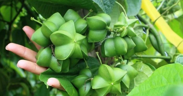 Hạt Sachi – siêu thực phẩm dinh dưỡng, vua của các lọai hạt tại Việt Nam