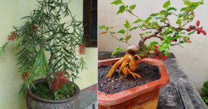 4 loại cây âm thịnh dương suy cần tránh trong nhà để bảo vệ tài lộc