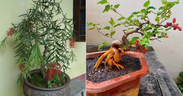 4 loại cây âm thịnh dương suy cần tránh trong nhà để bảo vệ tài lộc