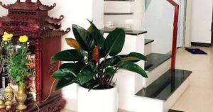 Vị trí đặt cây trầu bà giúp hút lộc, Thần Tài tự tìm đến gõ cửa