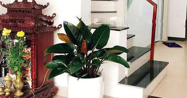 Vị trí đặt cây trầu bà giúp hút lộc, Thần Tài tự tìm đến gõ cửa