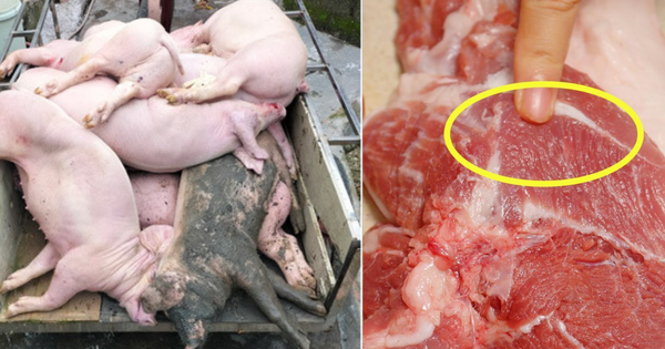 Dịch tả lợn châu Phi và 4 dấu hiệu nhận biết thịt không an toàn khi ăn ngon