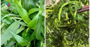 Loại cỏ dại mọc tua tủa sau mưa không ngờ là rau quý, nấu chung với con này rất ngon, không biết ăn quá tiếc