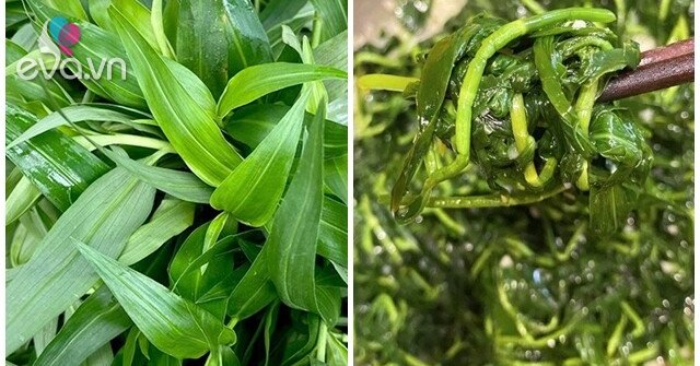 Loại cỏ dại mọc tua tủa sau mưa không ngờ là rau quý, nấu chung với con này rất ngon, không biết ăn quá tiếc