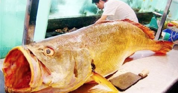 Loài cá Việt Nam “giá tiền tỷ”, trong bụng chứa “báu vật” khiến giới nhà giàu săn lùng